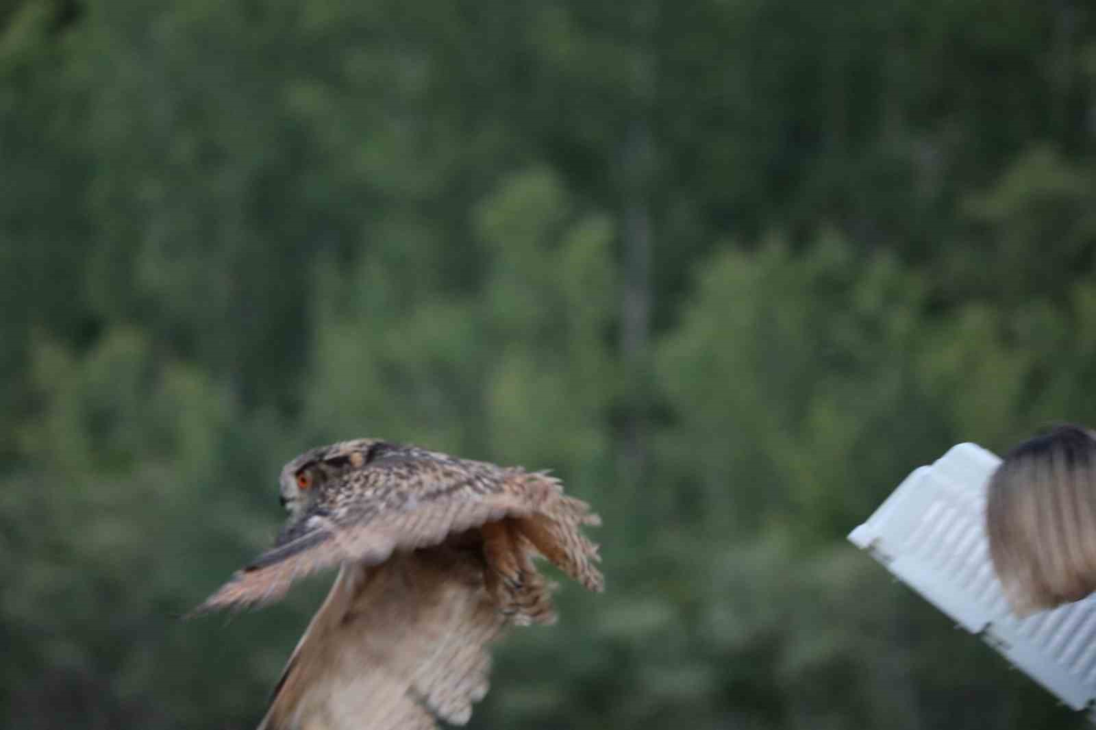 Nesli tehlike altındaki yaralı puhu, tedavinin ardından doğaya salındı 
