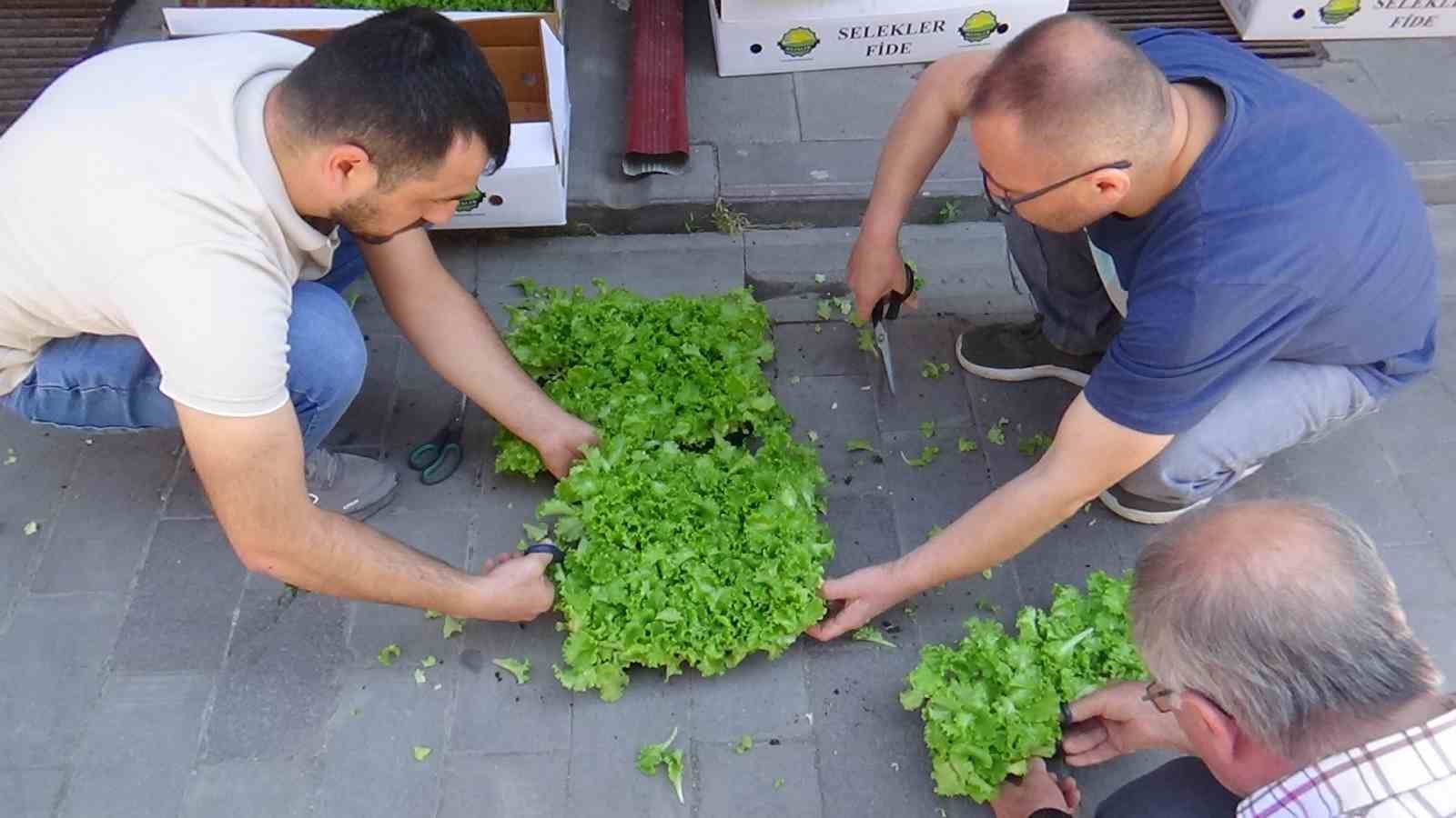 Çiftçilere 10 bin marul fidesi dağıtıldı 