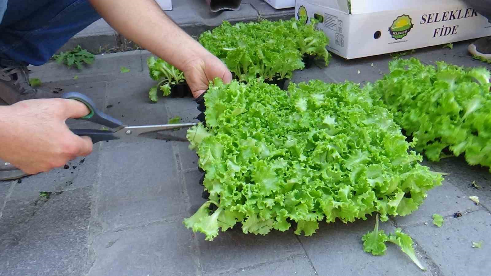 Çiftçilere 10 bin marul fidesi dağıtıldı 