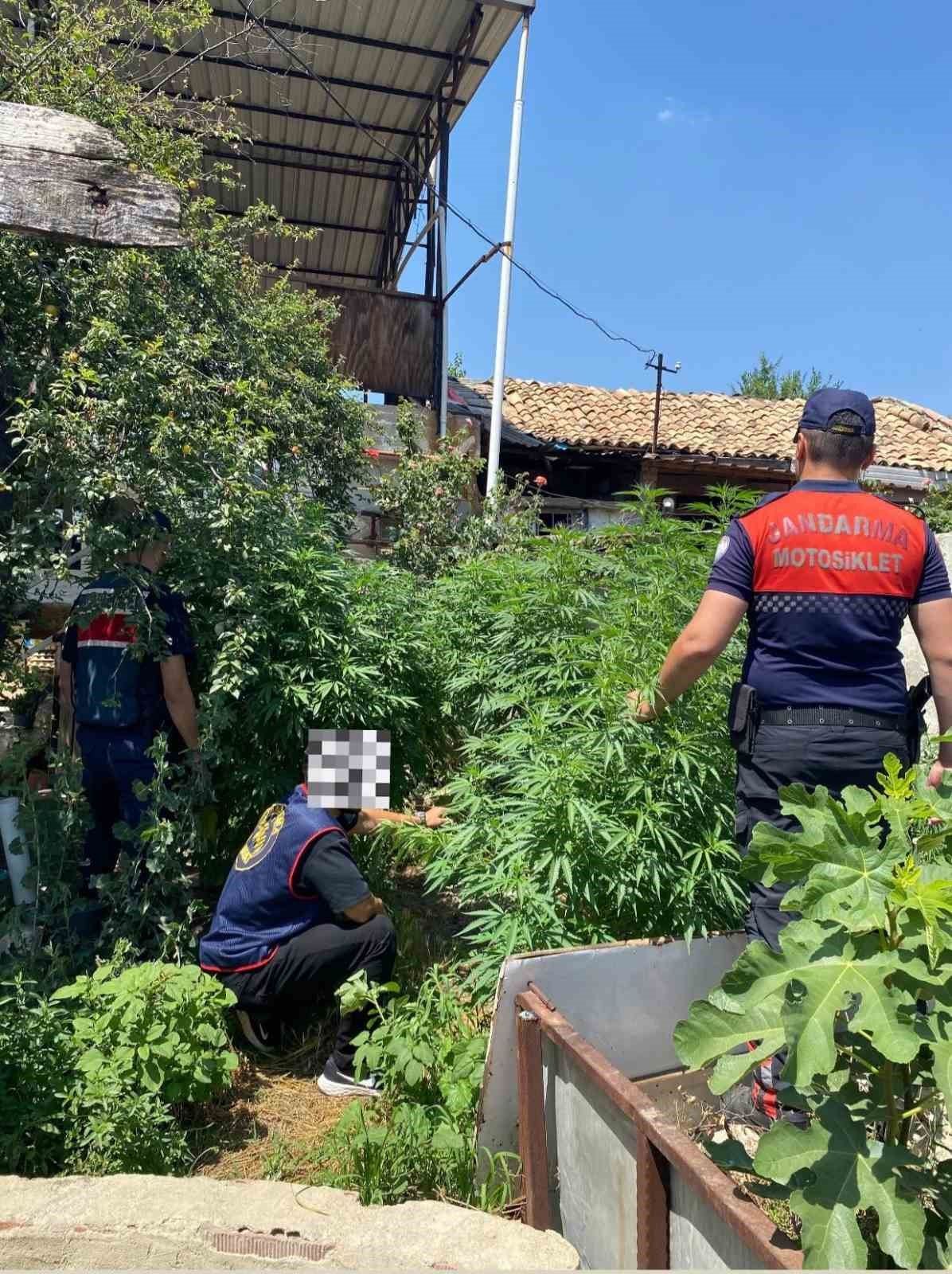 Aydın’da 28 kök kenevir ele geçirildi 