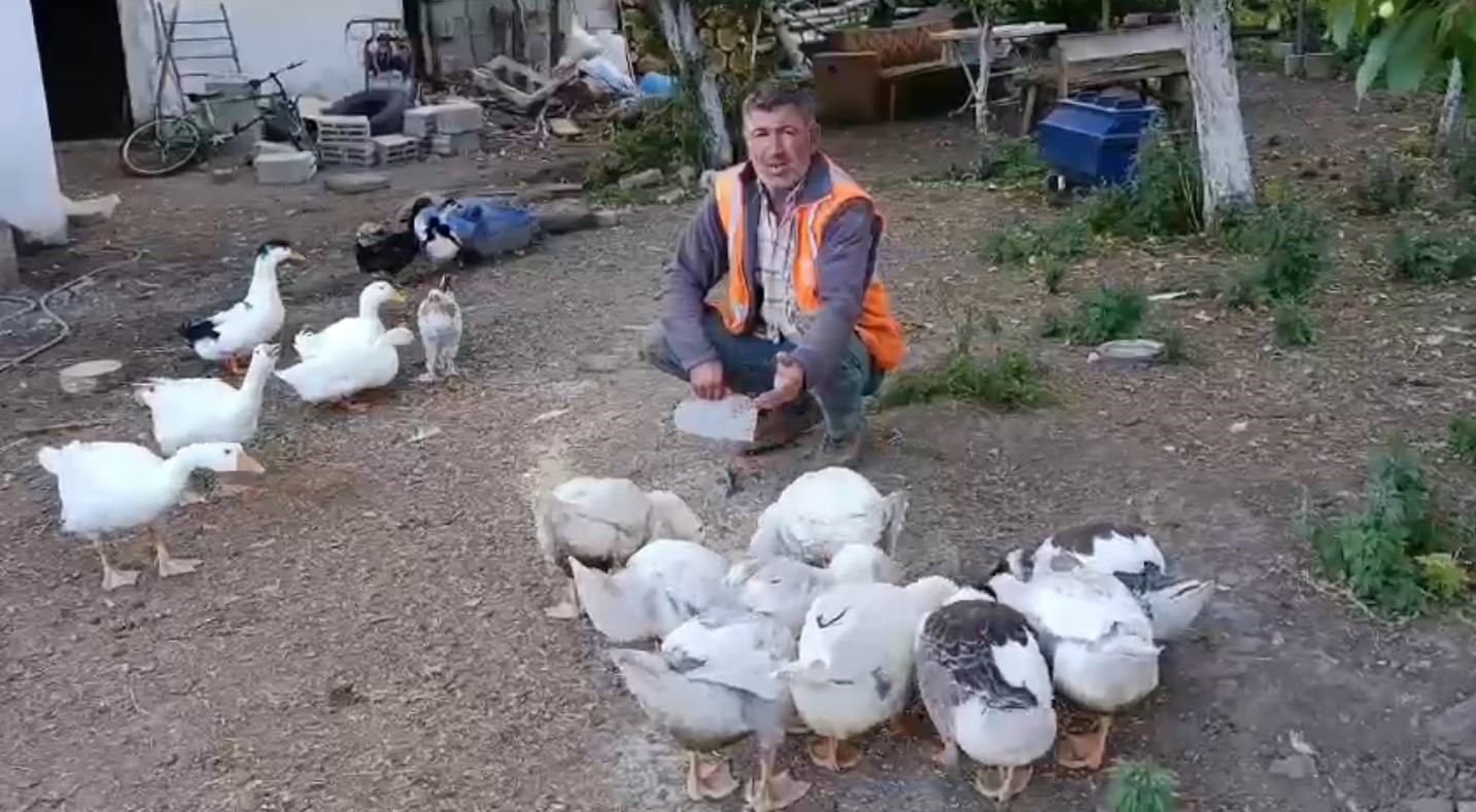 Akyaka’da bir vatandaş kazlarını özenle besliyor 