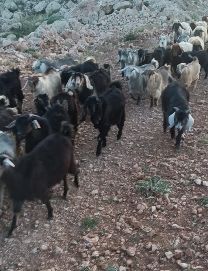 Kaybolan 38 küçükbaşın bulunması için yardım bekleniyor 