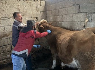 Adıyaman’da zoonoz hastalıklarla mücadele kararlılıkla sürüyor 