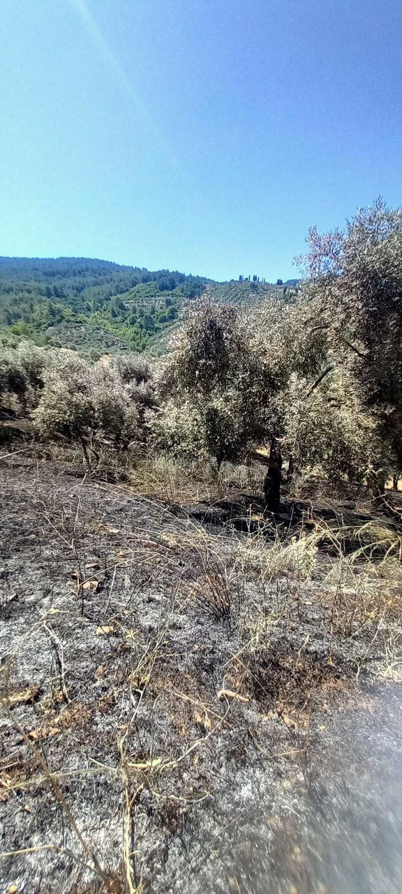 Yeşilyurt’taki yangında zarar gören tarım alanlarında hasar tespit çalışması yapıldı 