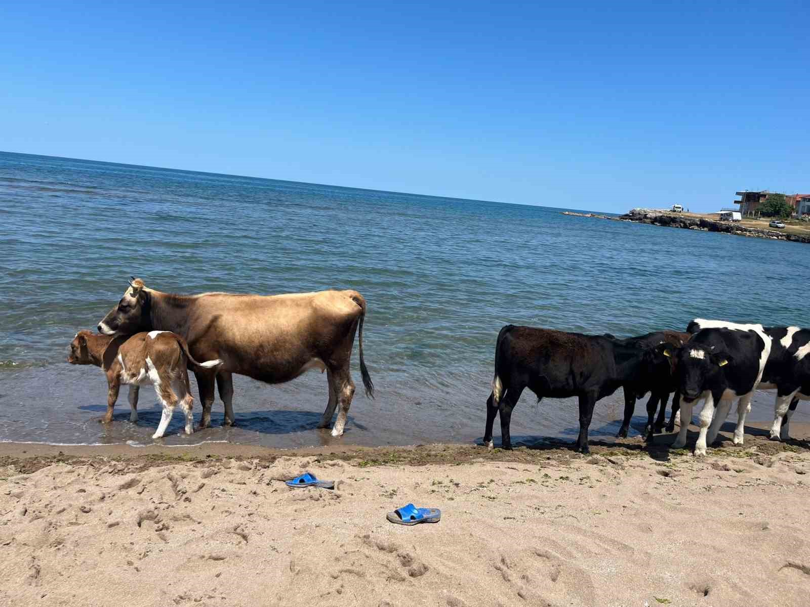 Kocaeli sahillerinde ineklerin deniz keyfi 