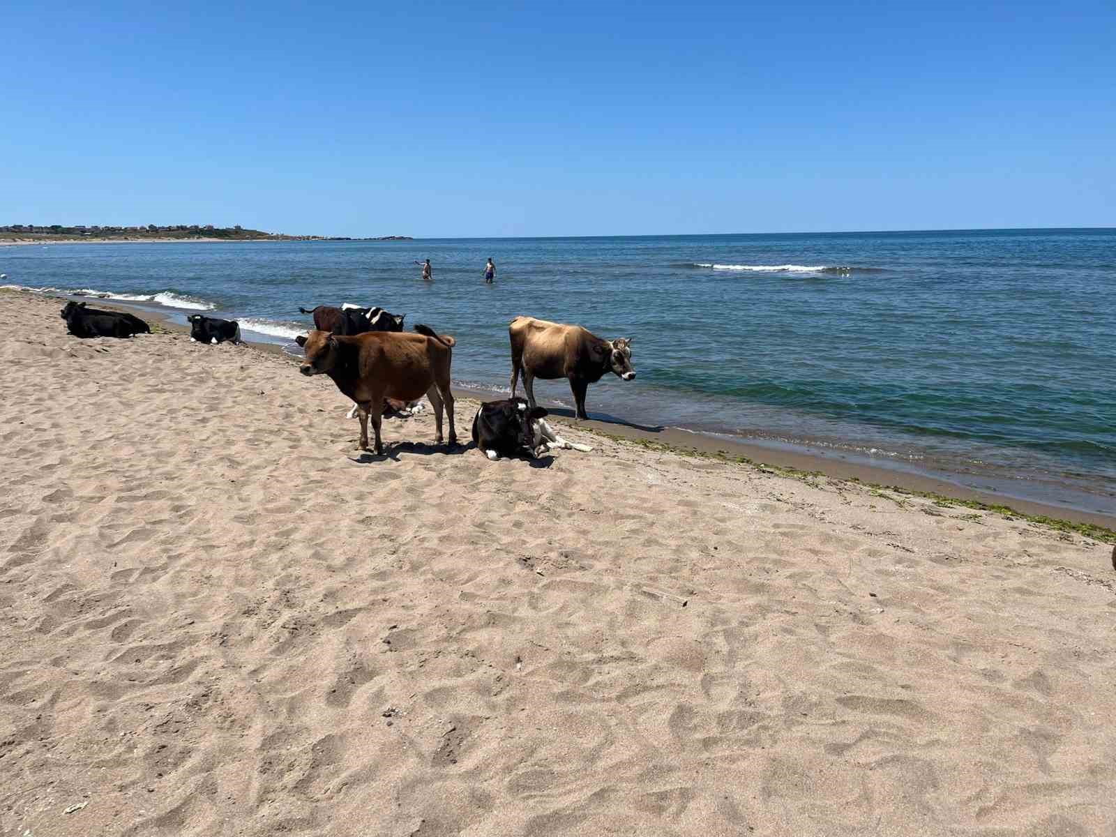 Kocaeli sahillerinde ineklerin deniz keyfi 