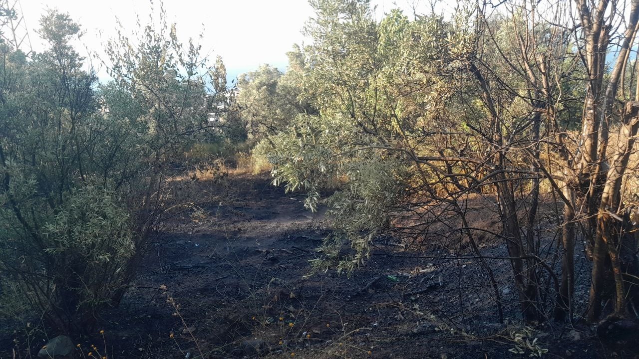 Bursa’da karga yangına neden oldu 