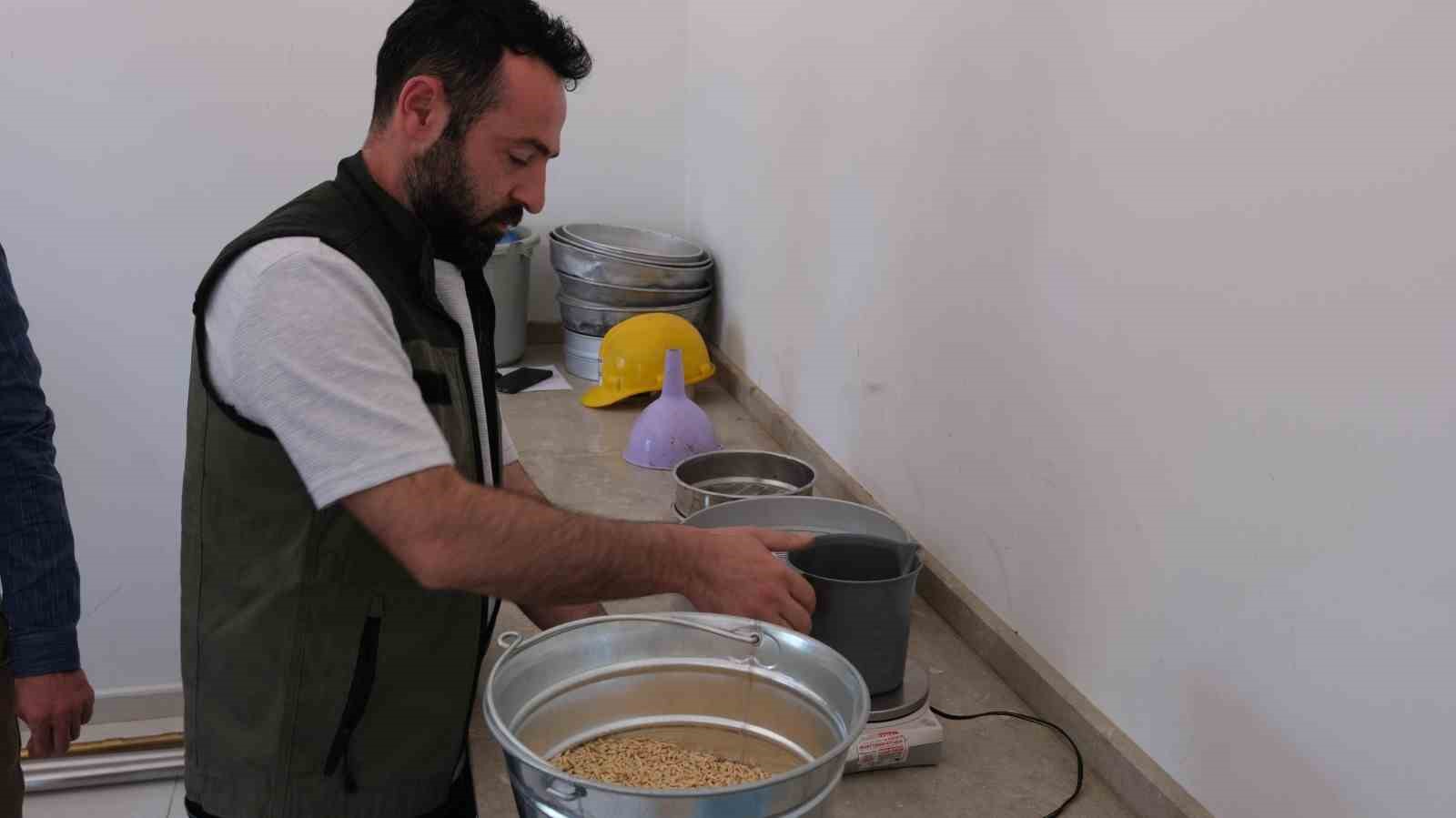 Erzincan’da hububatta ilk hasat başladı 