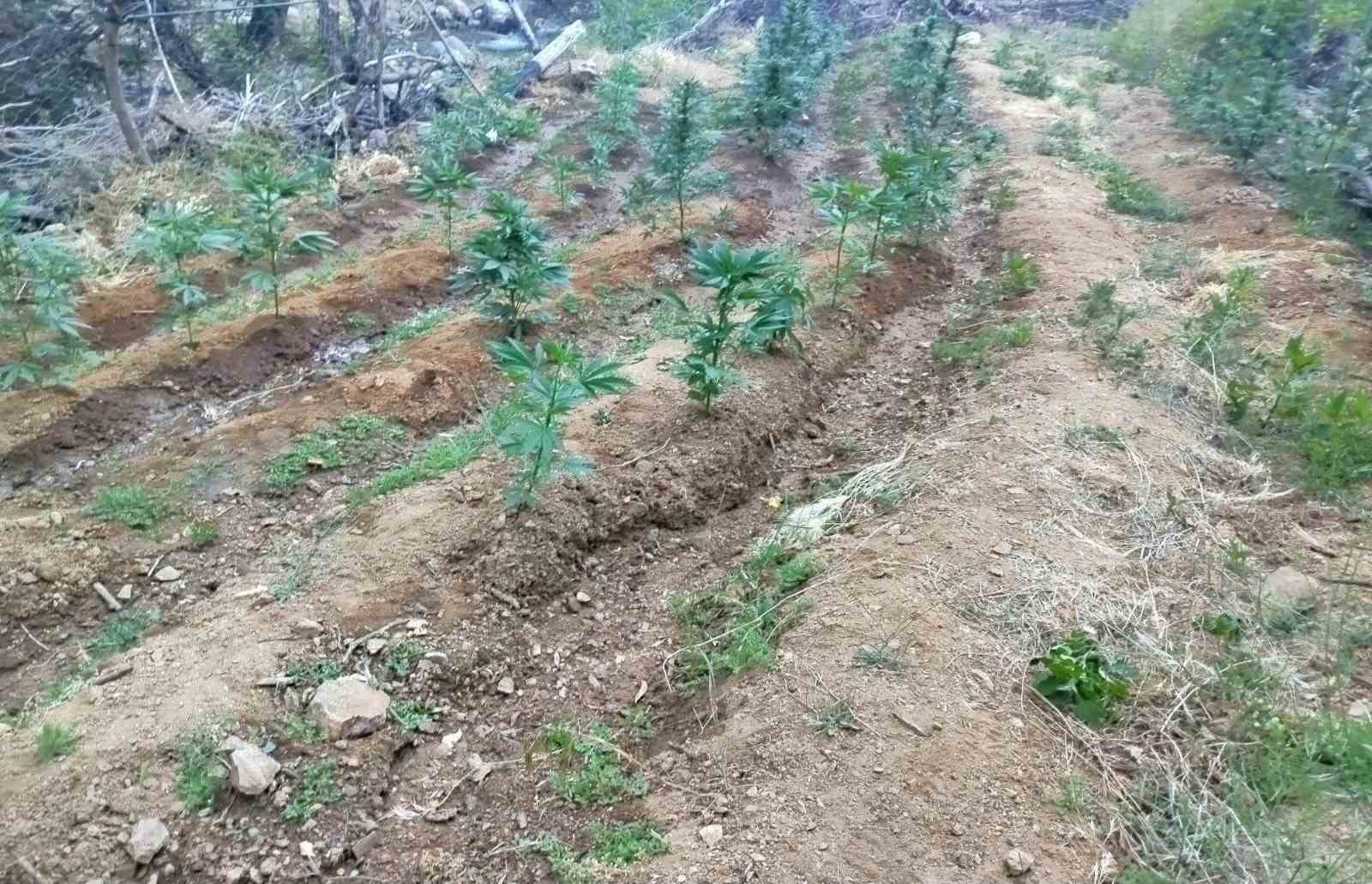 Bingöl’de uyuşturucu operasyonu 