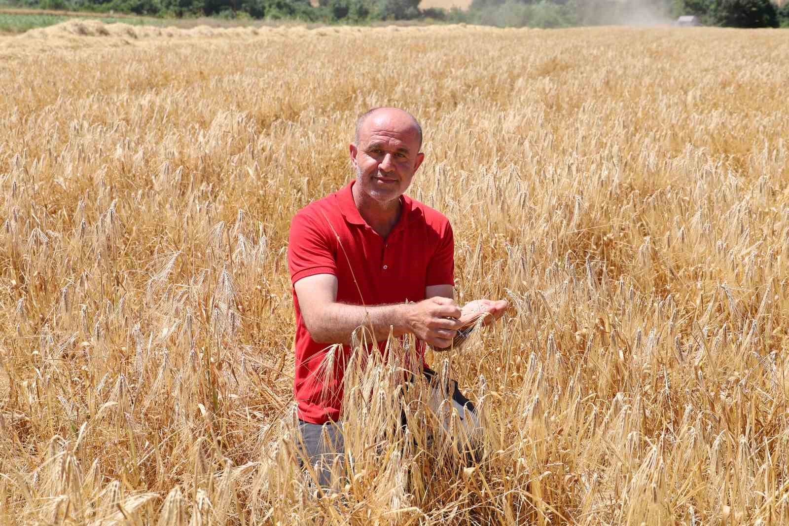 Bafra Ovası’nda hasat başladı: 