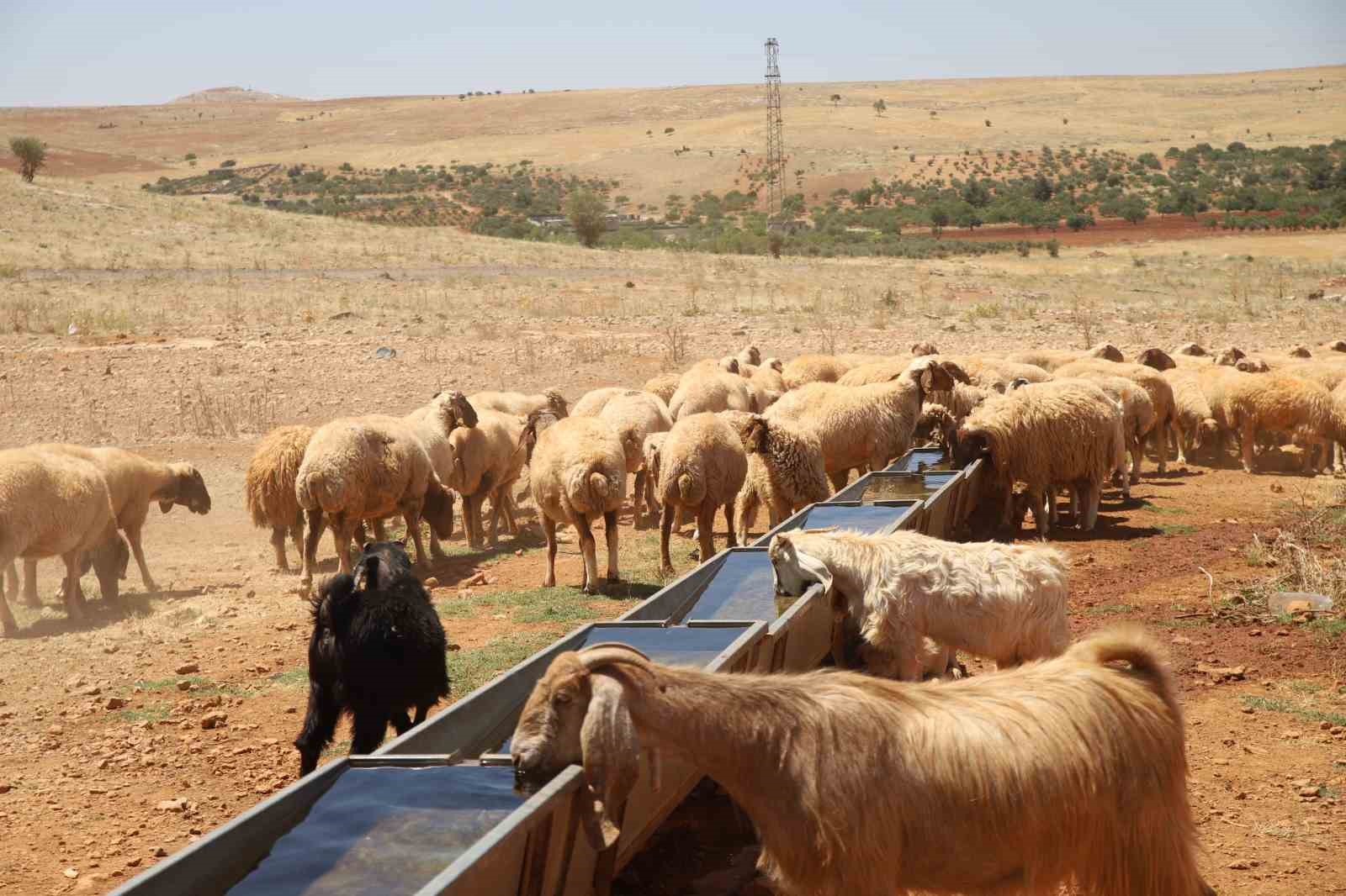Meralarda açılan kuyularla küçükbaş hayvanların su ihtiyacı karşılanıyor 
