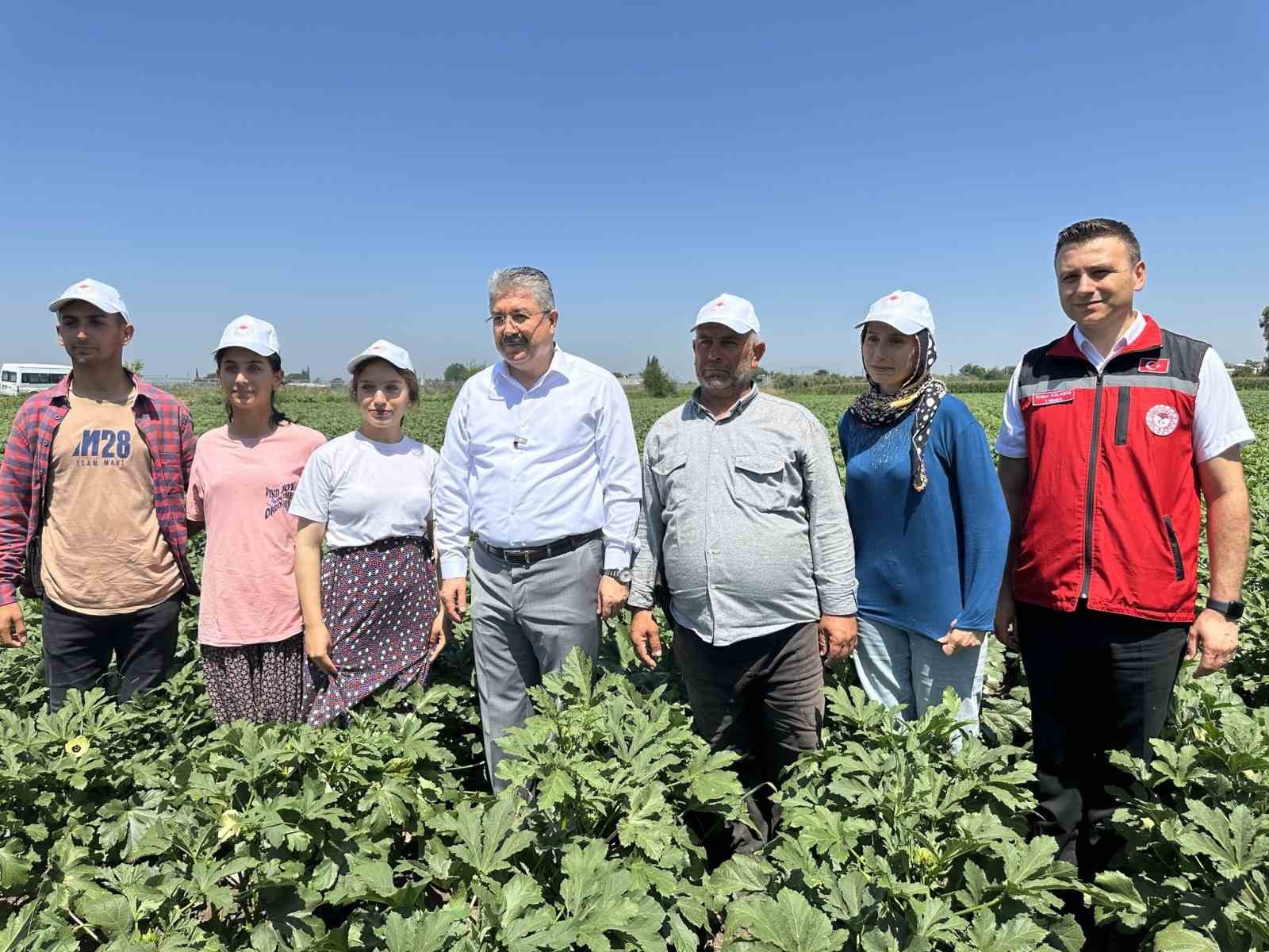 Türkiye’nin bamya üretim merkezinde hasat başladı 