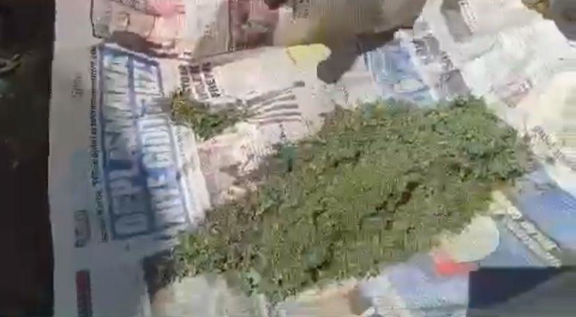 Evinin bahçesinde 290 kök kenevir yetiştiren tacir tutuklandı 