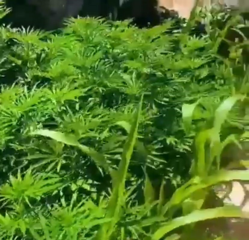 Evinin bahçesinde 290 kök kenevir yetiştiren tacir tutuklandı 