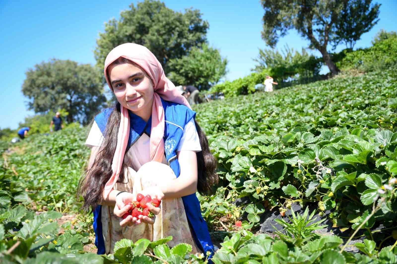 Balıkesirli gençlerden ’Gönüllü Hasat’ etkinliği 