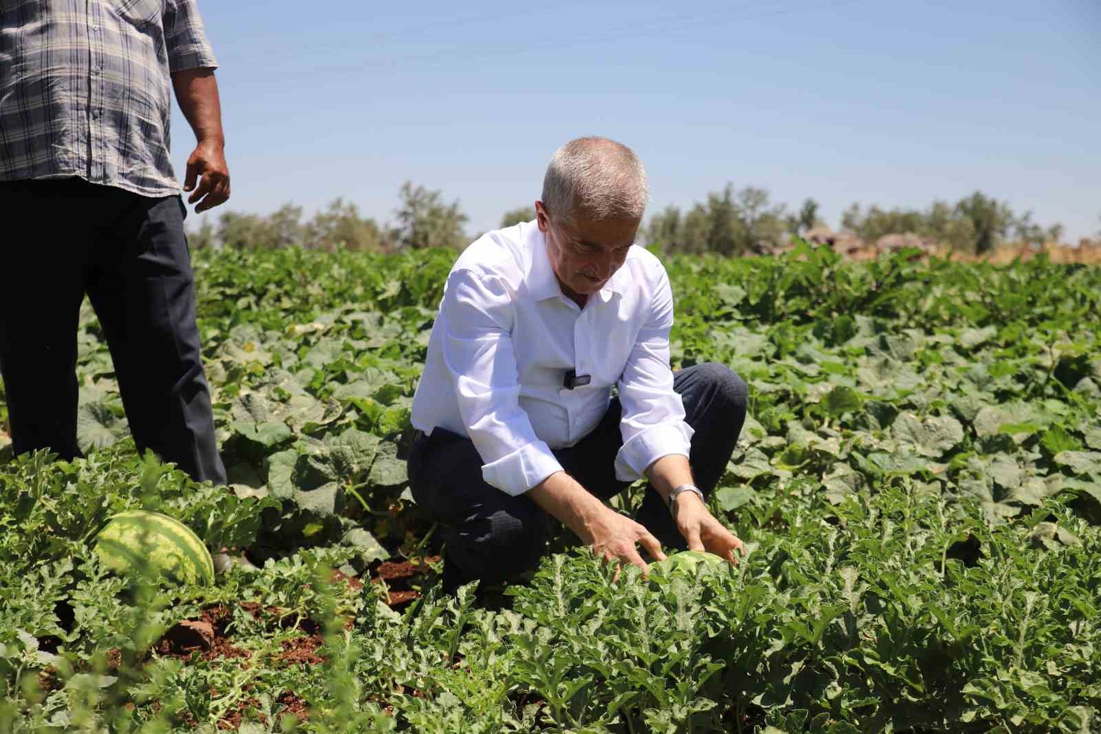 Gaziantep’te domates, biber, patlıcan, salatalık, kavun ve karpuz hasadı başladı 