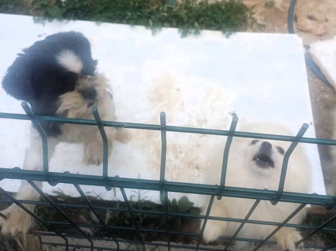 Kırklareli’nde kaçak hayvan üretilen adrese baskın 