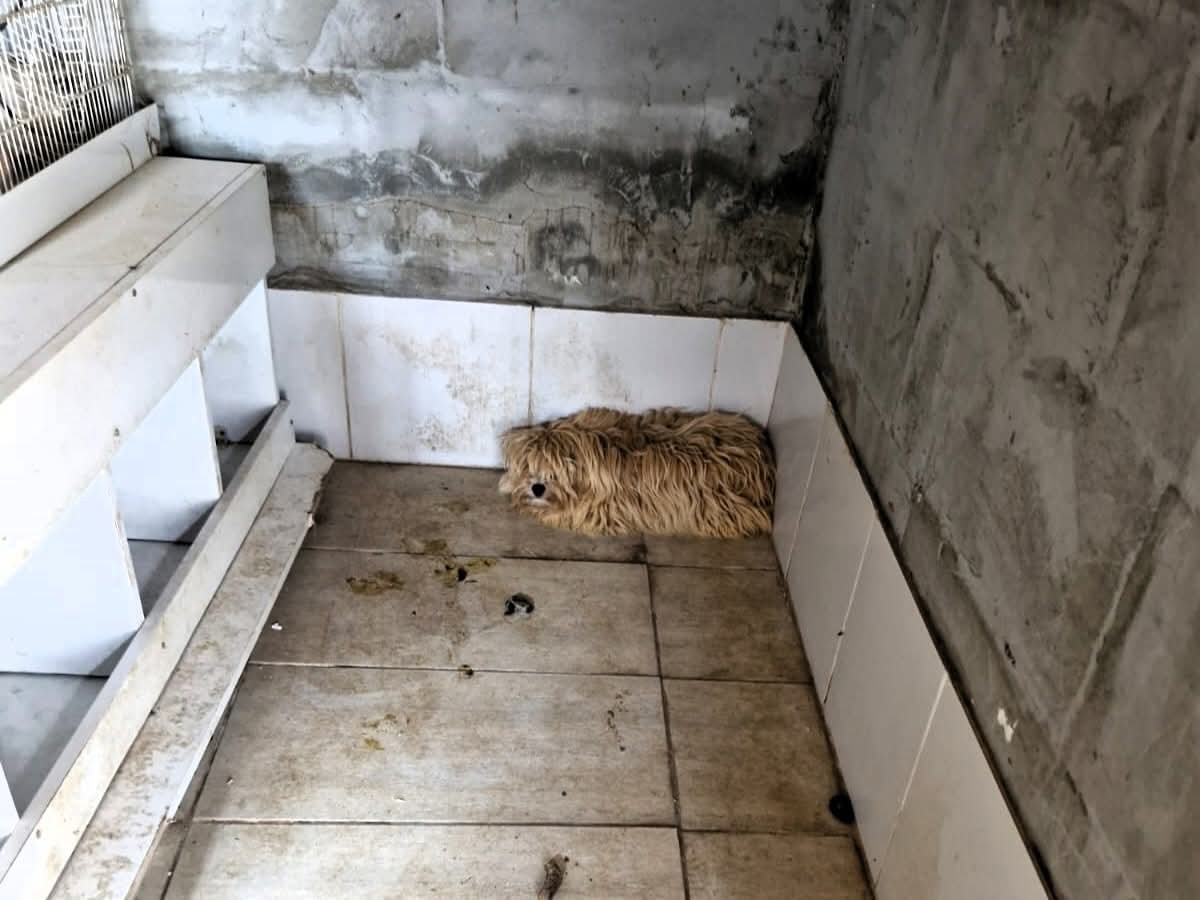 Kırklareli’nde kaçak hayvan üretilen adrese baskın 