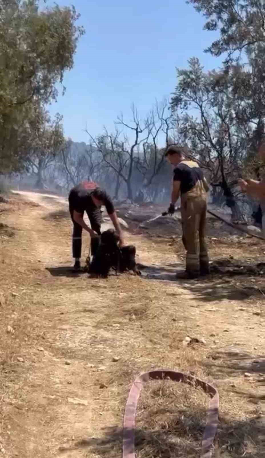 Yangından kurtarılan köpekler böyle görüntülendi 
