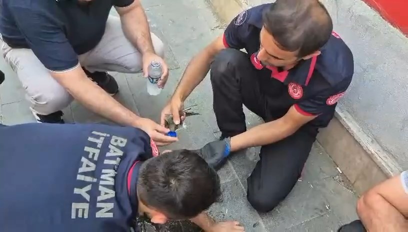 Batman’da ebabil kuşları için seferberlik 
