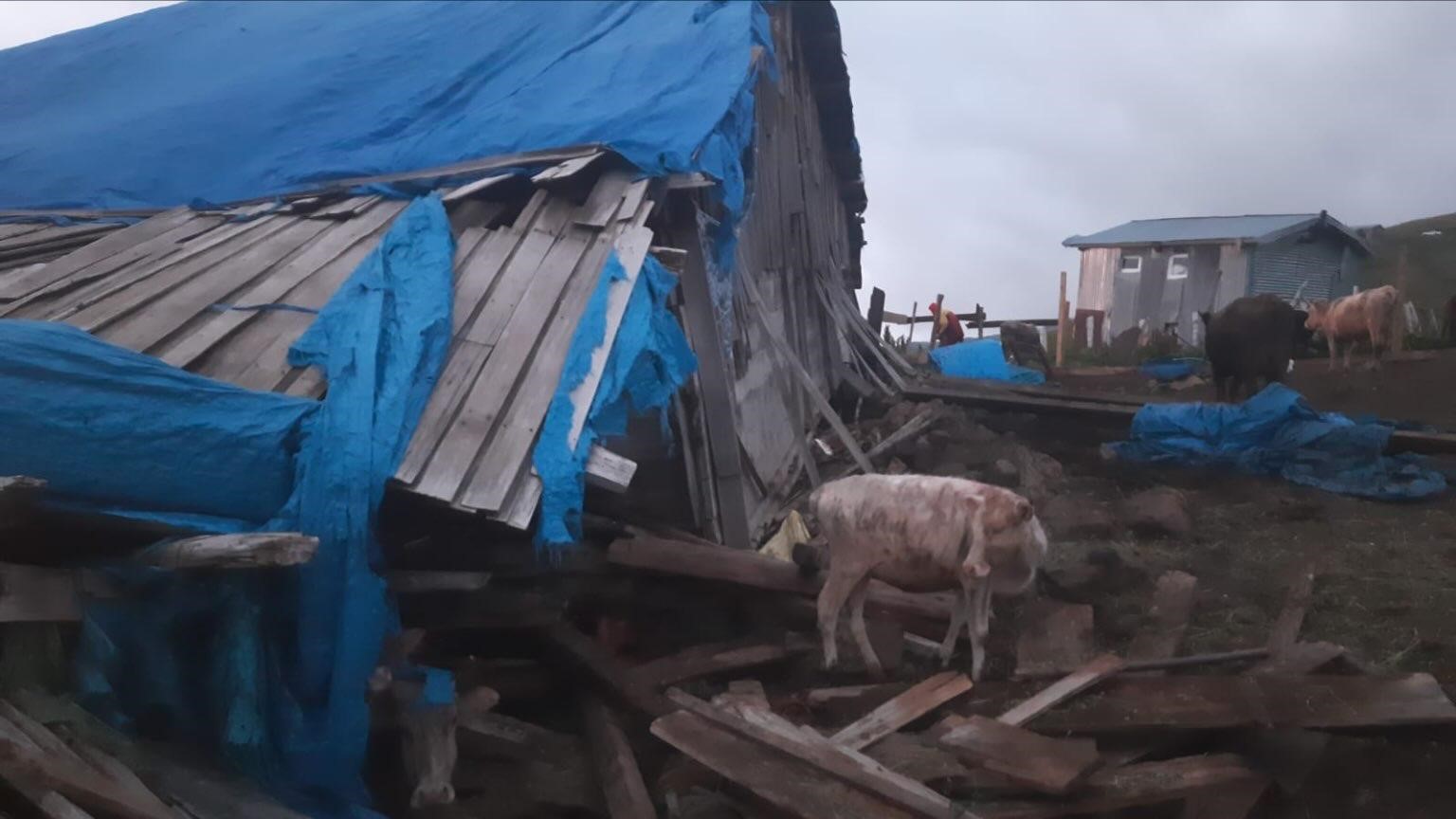 Artvin’de çöken ahırda mahsur kalan 33 büyükbaş hayvan kurtarıldı 