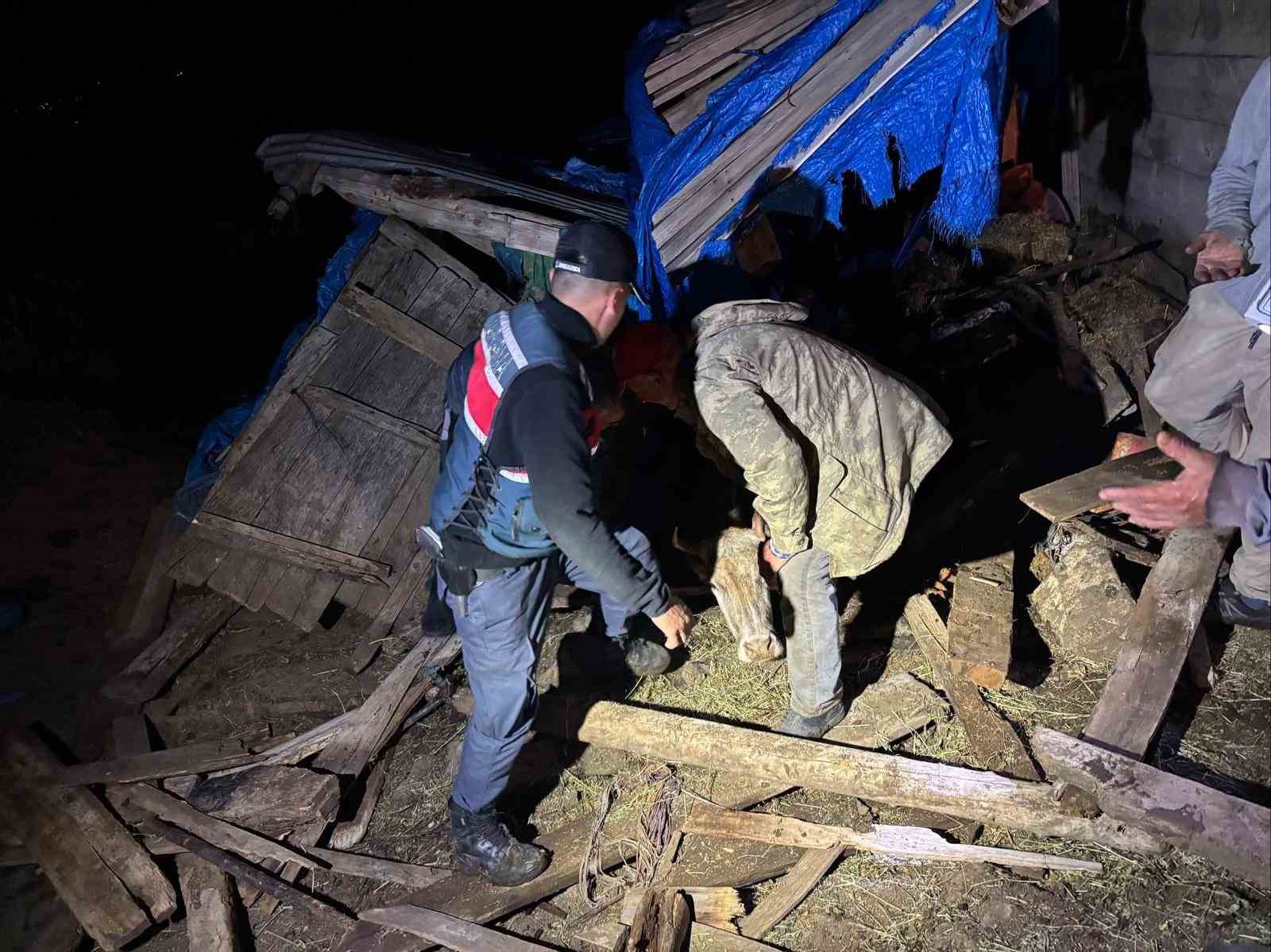 Artvin’de çöken ahırda mahsur kalan 33 büyükbaş hayvan kurtarıldı 