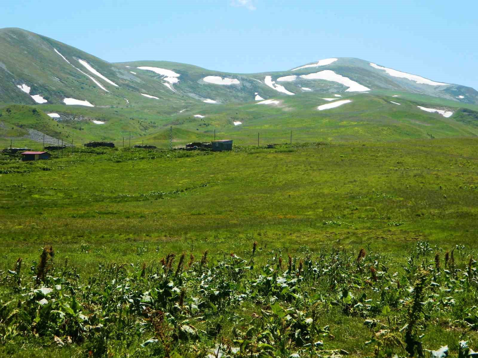Posof’ta yayla mevsimi başladı 