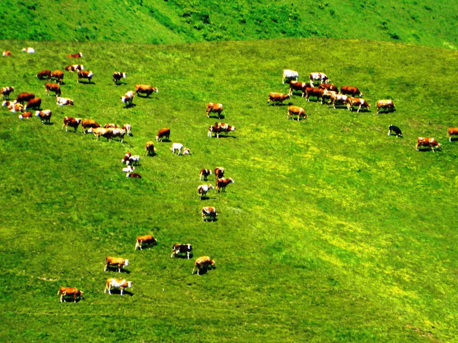 Posof’ta yayla mevsimi başladı 