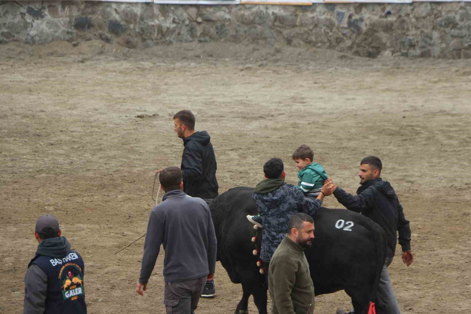 Ayder’de boğa güreşleri renkli görüntülere sahne oldu 