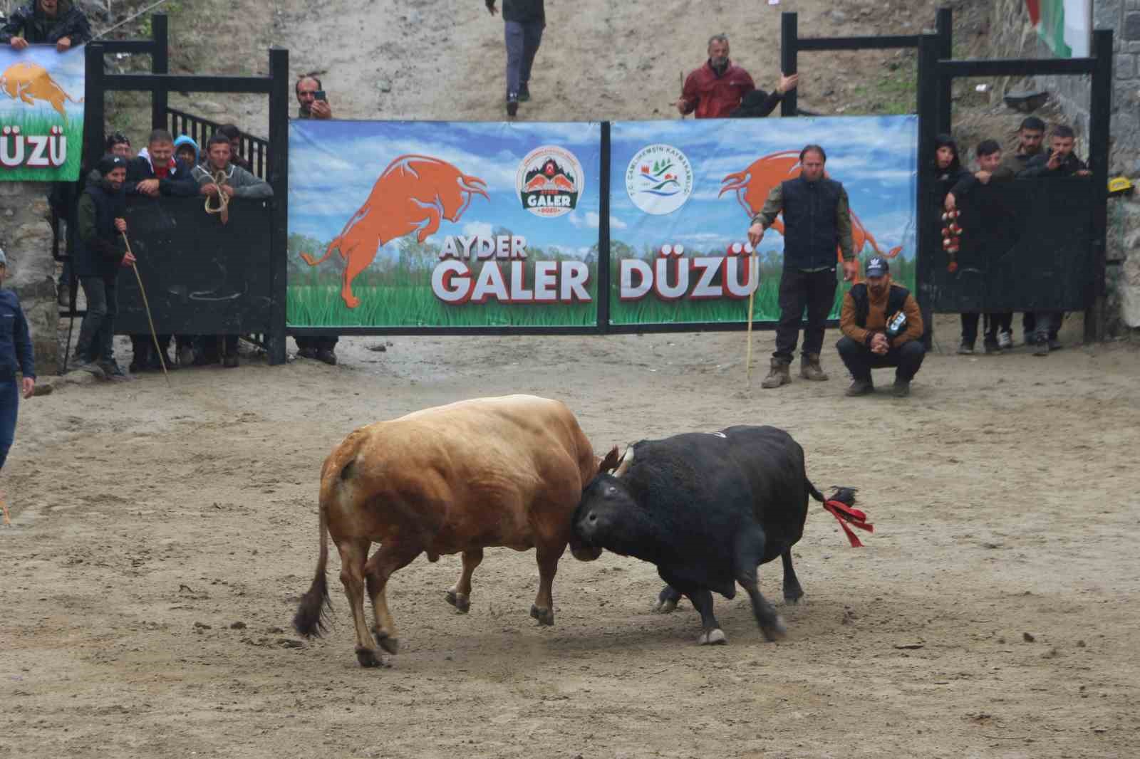 Ayder’de boğa güreşleri renkli görüntülere sahne oldu 