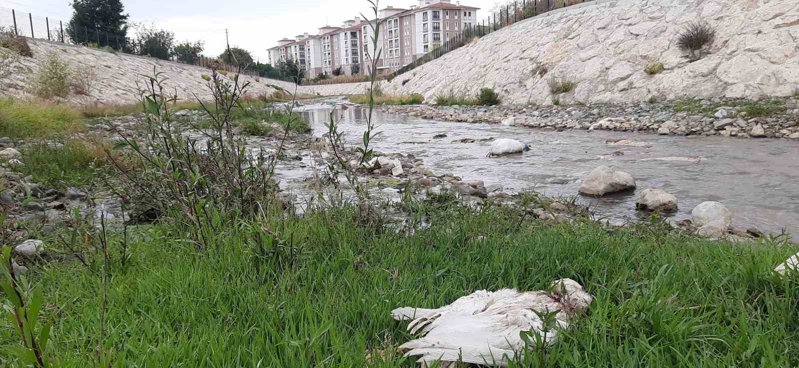 Samsun’da 26 kaz telef oldu 