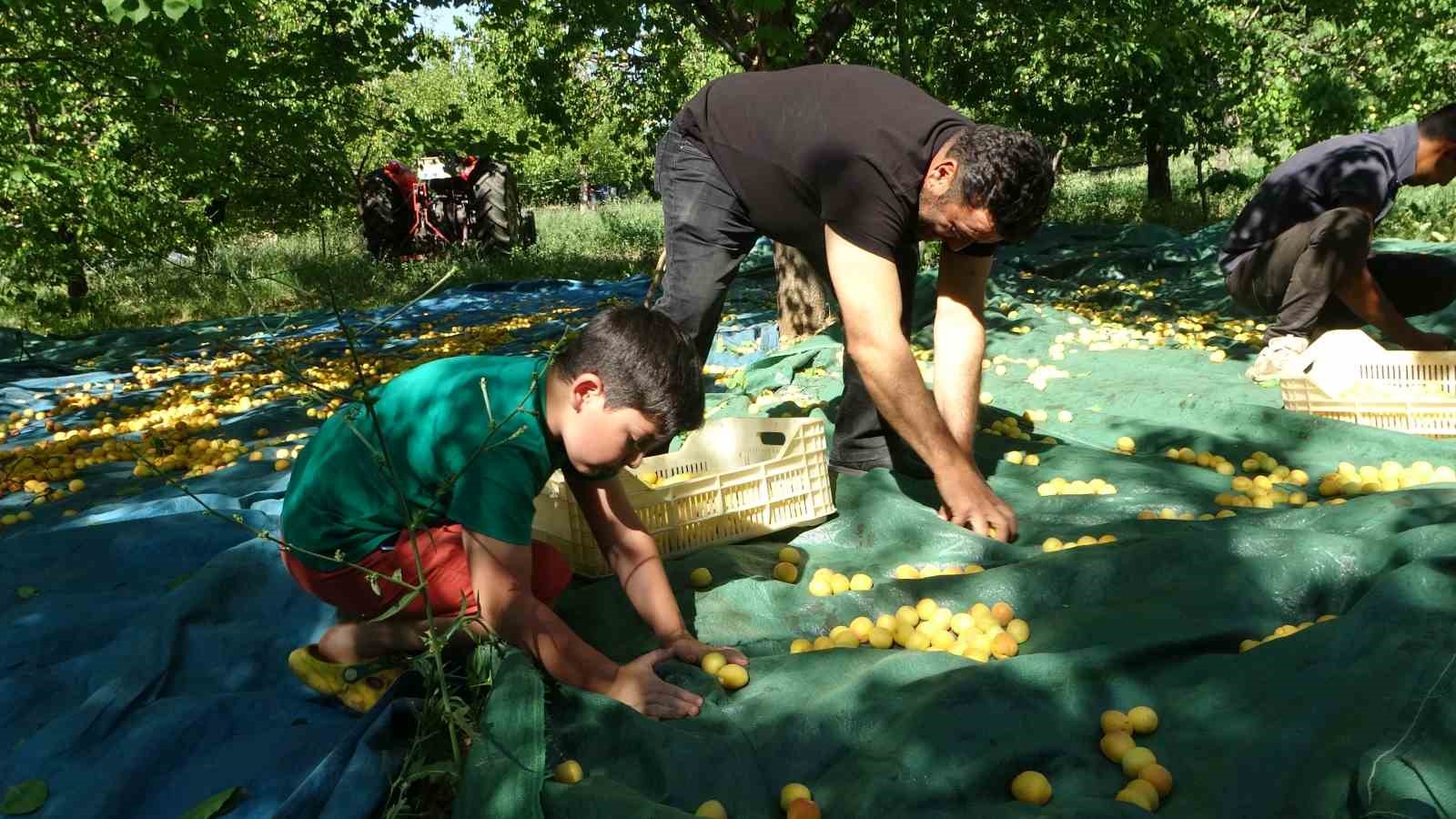 Malatya’da zirai dondan etkilenmeyen bölgelerde kayısı hasadı başladı 