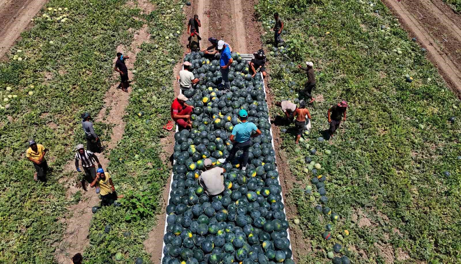 Adana’da karpuzun tarlada kilogram fiyatı 2,5 liraya kadar geriledi 