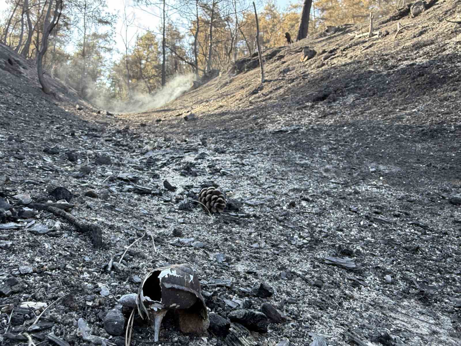 Taraklı’da acı üstüne acı: Tarlası kül oldu, kazada yakınını kaybetti 