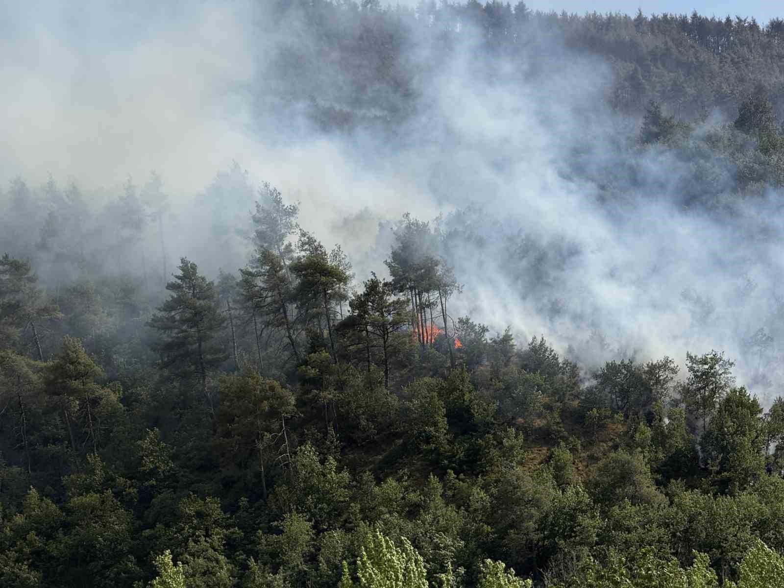 Taraklı’daki orman yangınına ilişkin gözaltına alınanlar serbest bırakıldı 