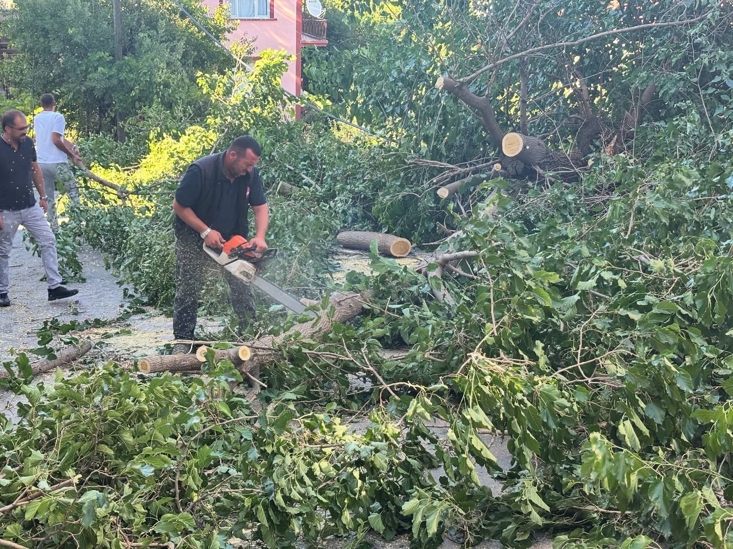 Arapgir’de fırtına ağaçları devirdi 