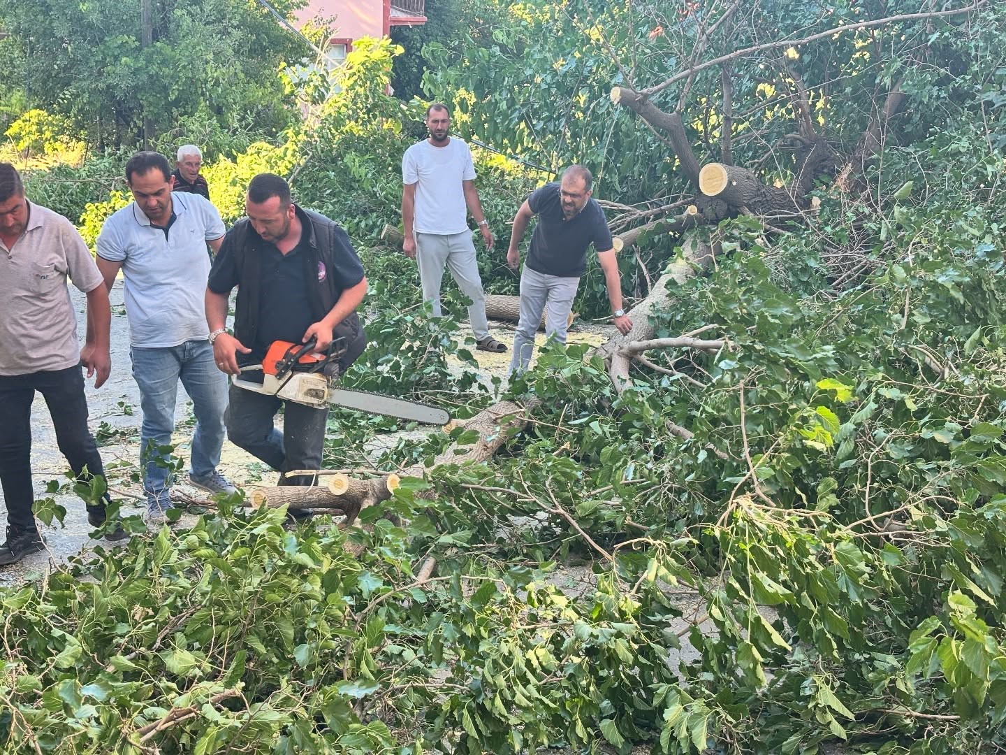 Arapgir’de fırtına ağaçları devirdi 
