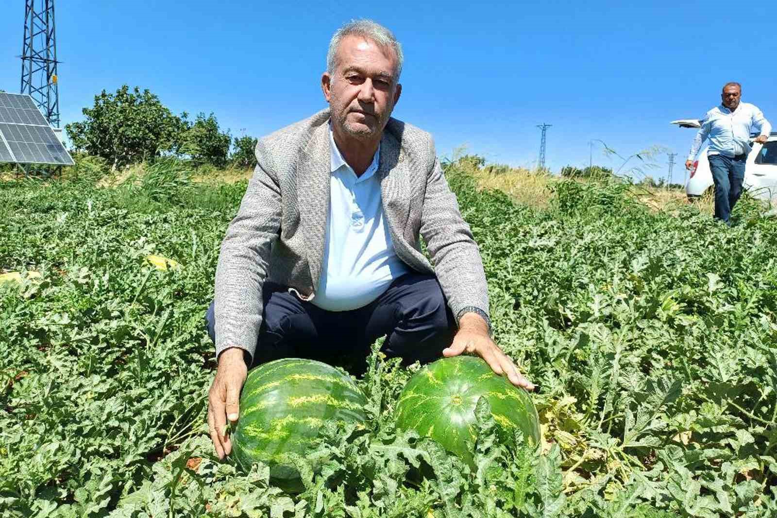 Araban’da karpuz hasadı başladı 