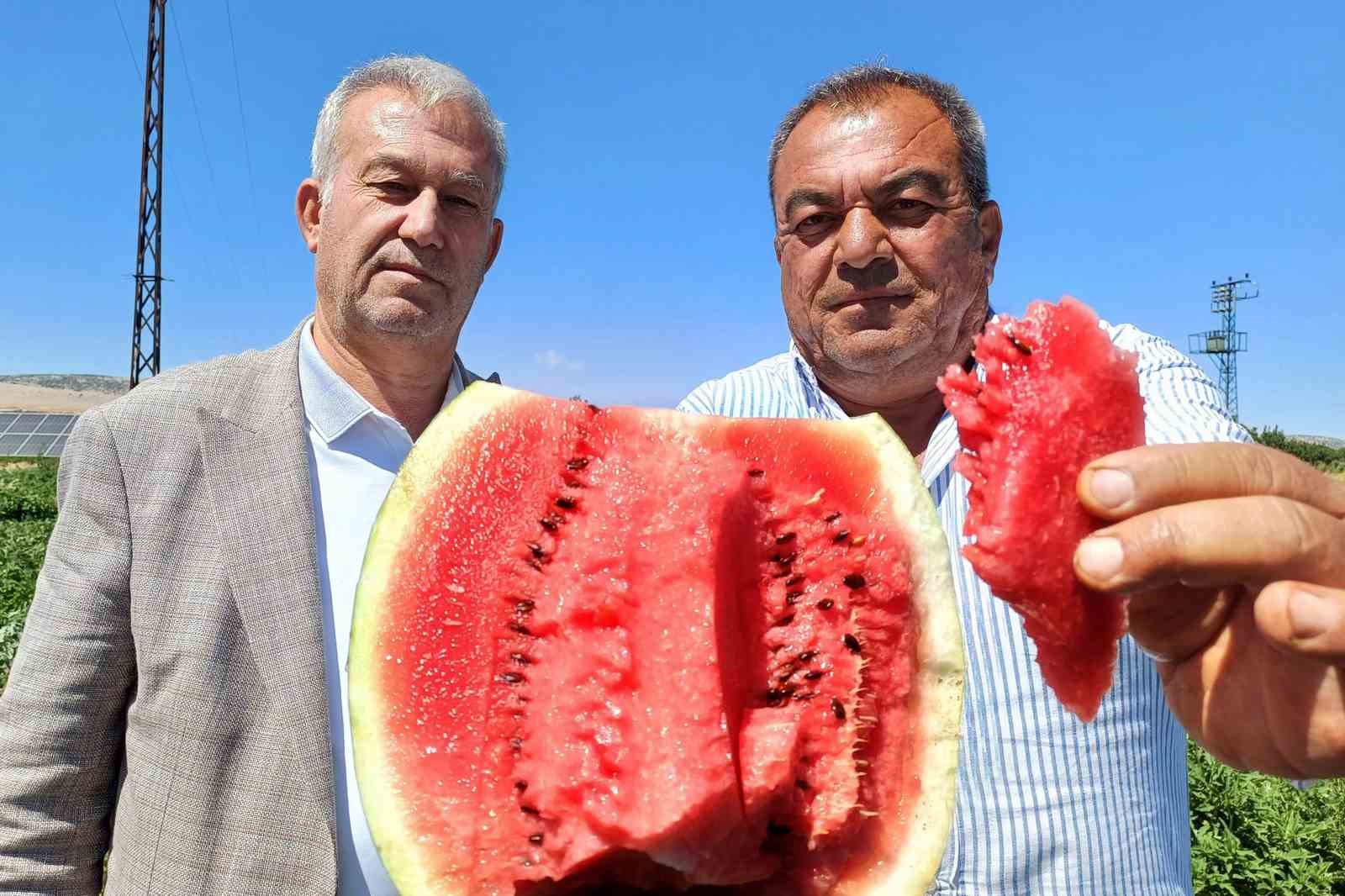Araban’da karpuz hasadı başladı 