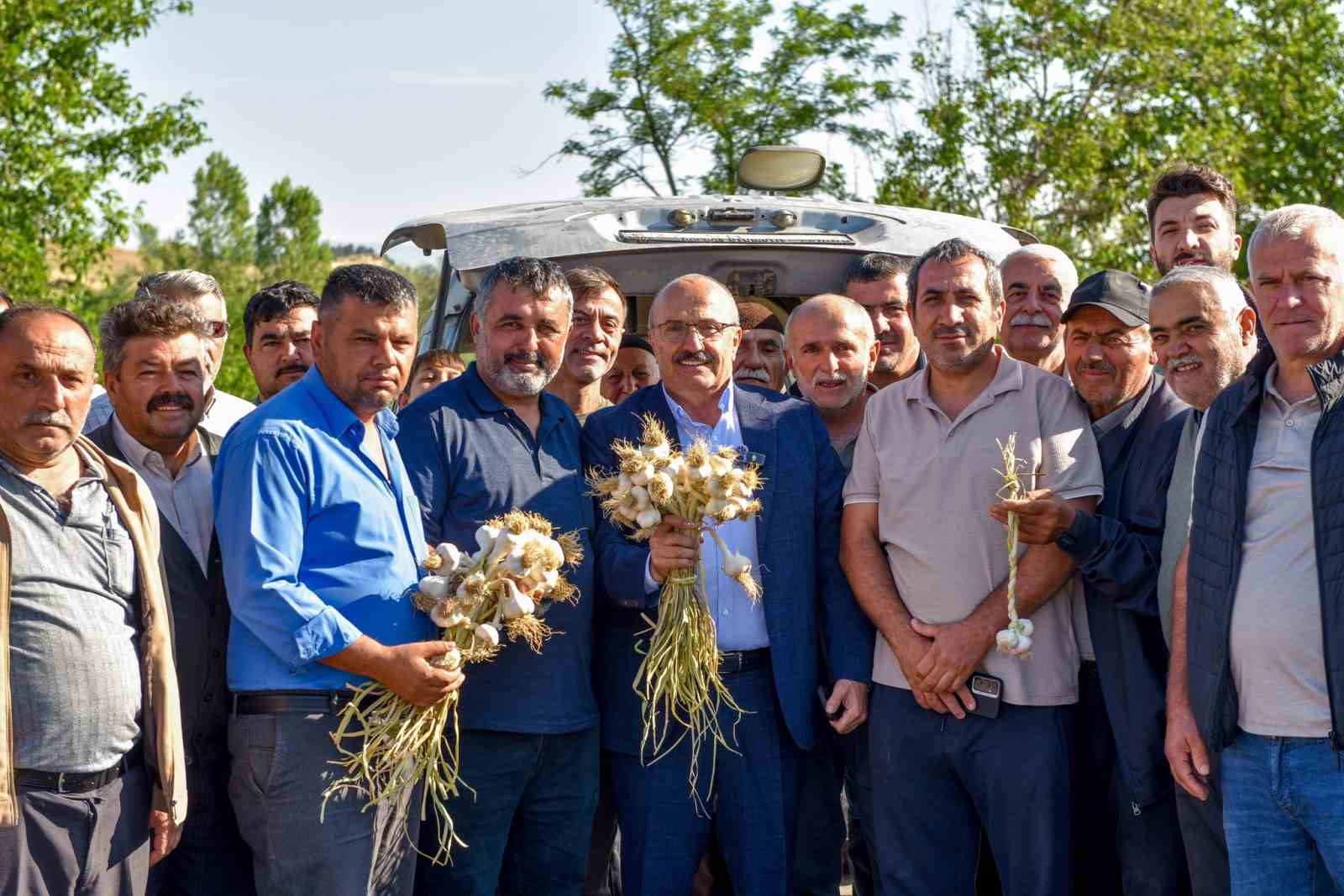 Coğrafi işaretli Taşköprü sarımsağı pazara indi 