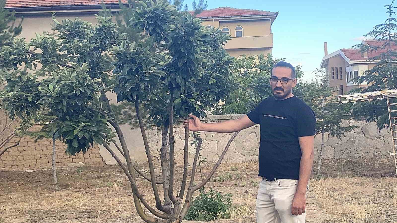 Kulu’da elma ağacı çiçek açtı 