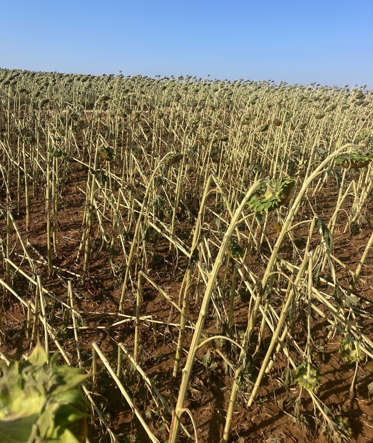 Hayrabolu’da dolu yağışı tarım arazilerine zarar verdi 