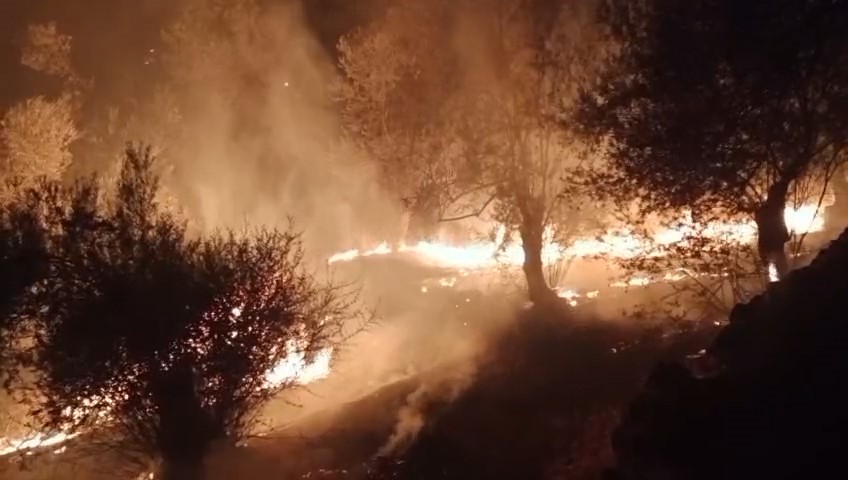 Balıkesir’de zeytinlik alanda çıkan yangına ekipler müdahale ediyor 