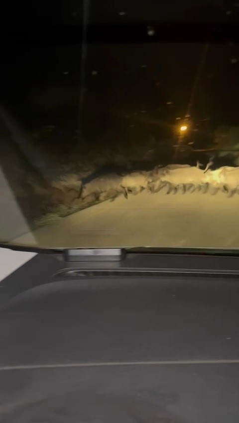 Karabük’te yola çıkan domuz sürüsü ve tilki kamerada