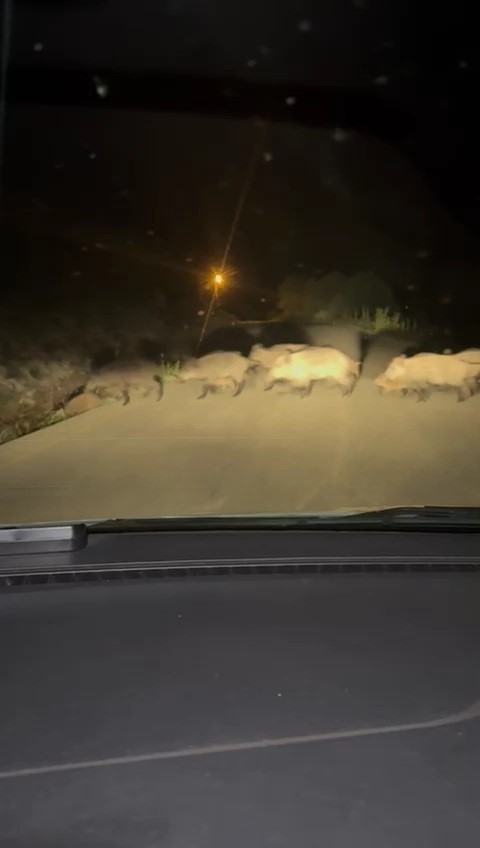 Karabük’te yola çıkan domuz sürüsü ve tilki kamerada 