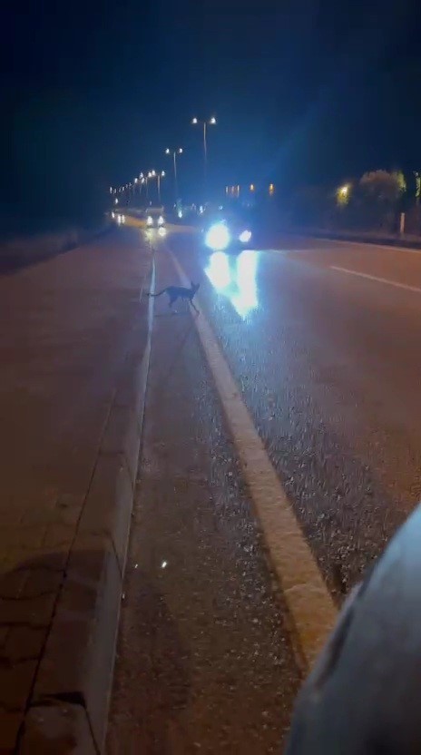 Karabük’te yola çıkan domuz sürüsü ve tilki kamerada 