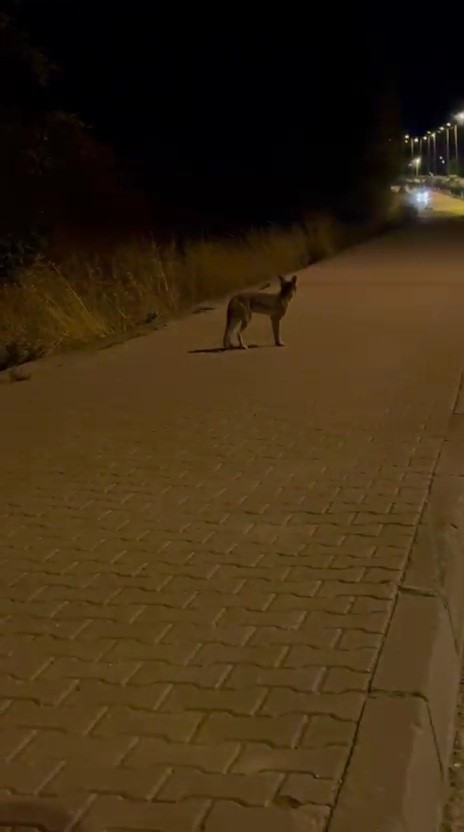 Karabük’te yola çıkan domuz sürüsü ve tilki kamerada 