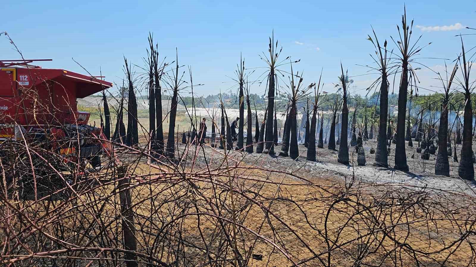 Antalya’da çıkan yangında palmiye ağaçları küle döndü 