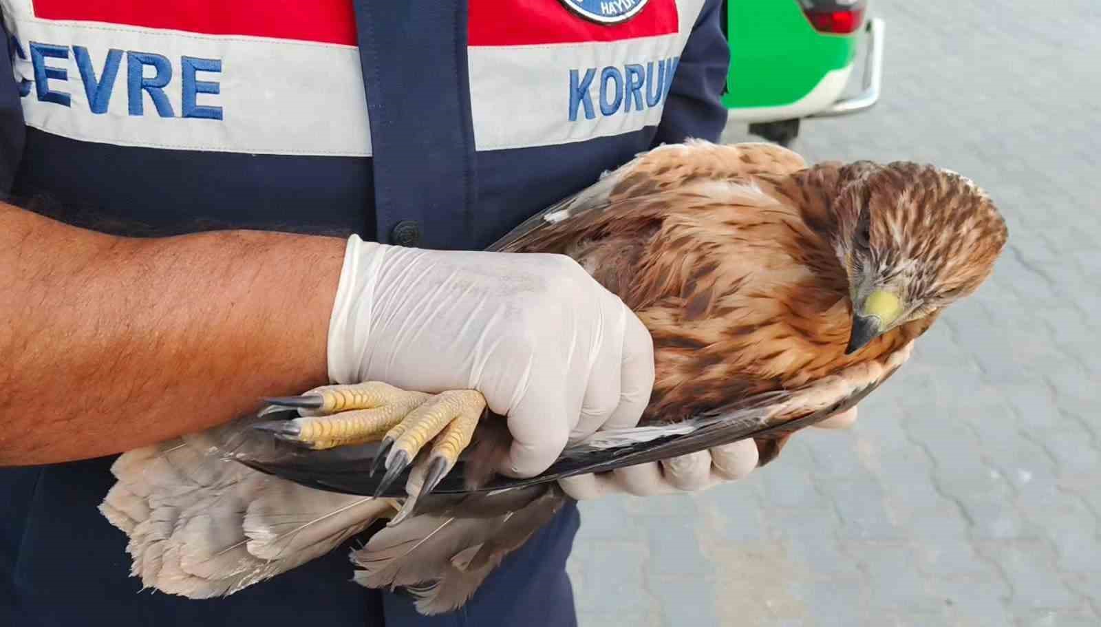 Boğazlıyan’da bulunan yaralı şahin, koruma altına alındı 