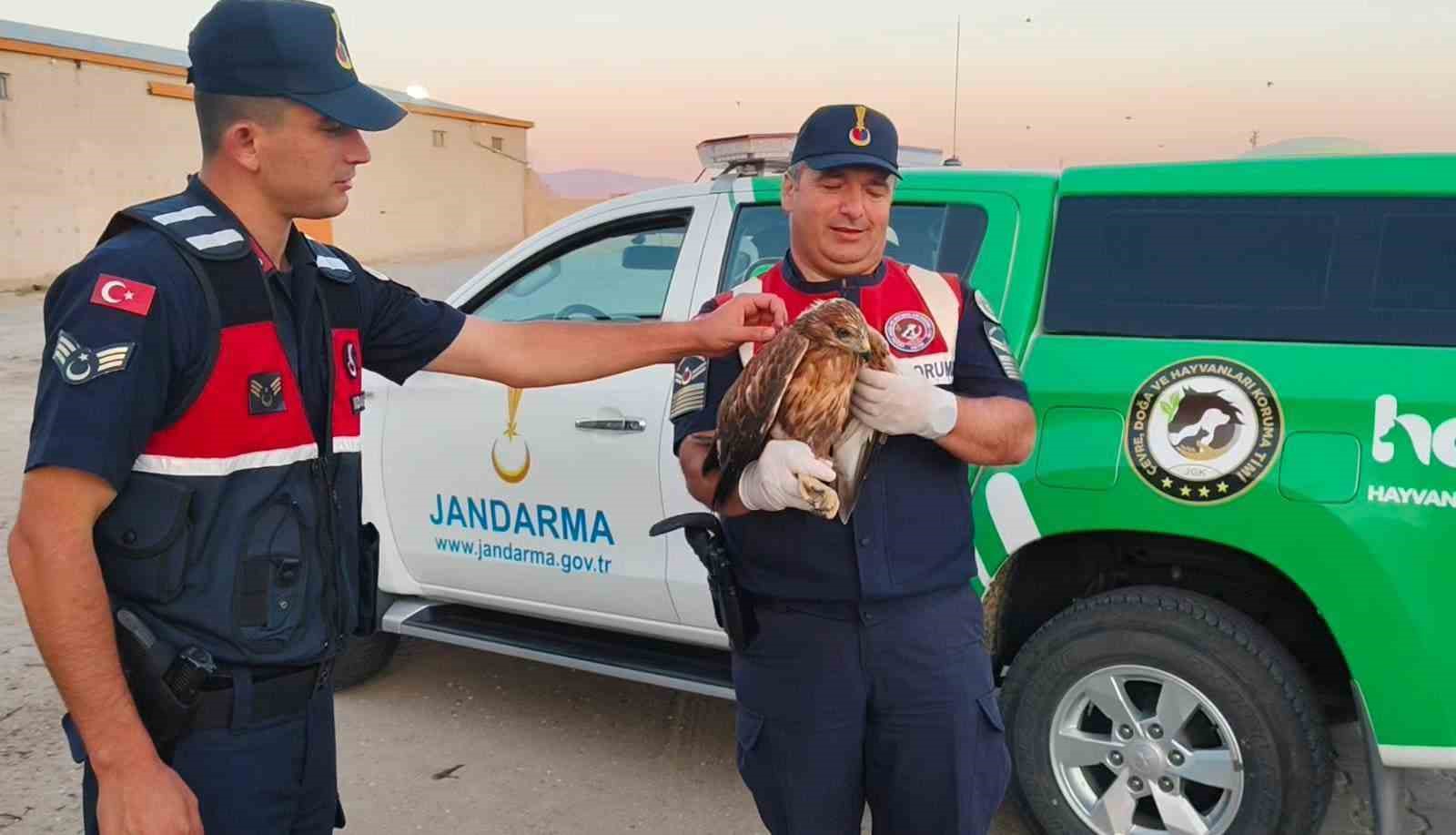 Boğazlıyan’da bulunan yaralı şahin, koruma altına alındı 